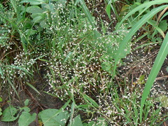 Eragrostis unioloides