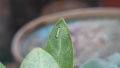 Danaus chrysippus