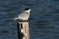 Sterna hirundo hirundo