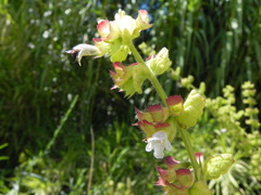 Melissa officinalis altissima