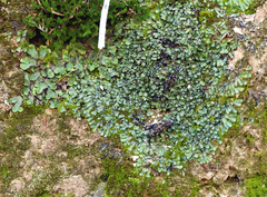 Targionia hypophylla