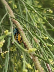 Commius