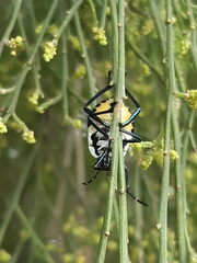 Commius