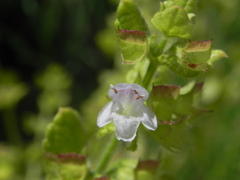 Melissa officinalis altissima