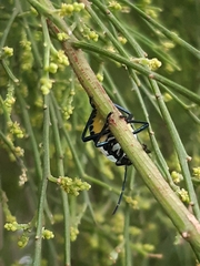 Commius