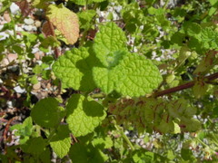 Melissa officinalis altissima