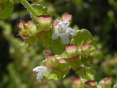 Melissa officinalis altissima
