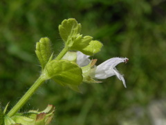 Melissa officinalis altissima