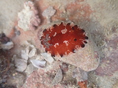 Platydoris dierythros