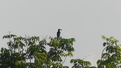 Lophoceros fasciatus