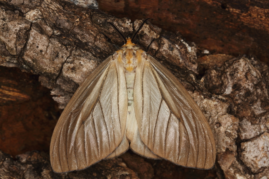 Stracena promelaena