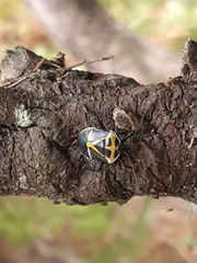 Commius elegans
