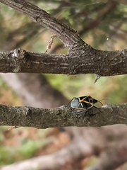 Commius elegans