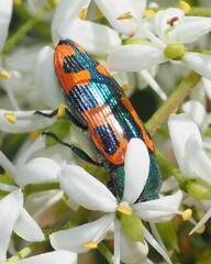 Castiarina scalaris