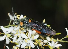 Lophyrotoma interrupta