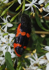 Castiarina bremei