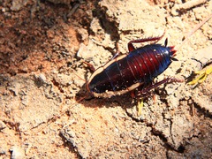 Drymaplaneta semivitta