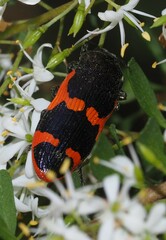 Castiarina bremei