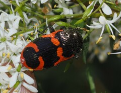 Castiarina bremei