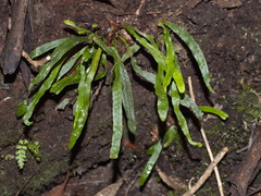 Notogrammitis billardierei