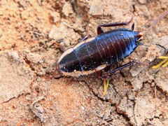 Drymaplaneta semivitta