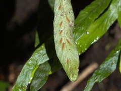 Notogrammitis billardierei