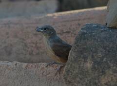 Emberiza sahari