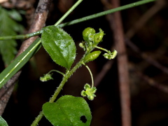Hackelia latifolia