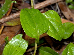 Hackelia latifolia