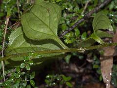 Hackelia latifolia