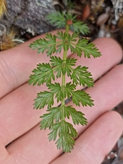 Anisotome haastii