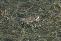 Pelophylax saharicus