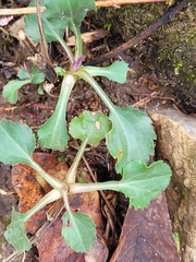 Packera obovata