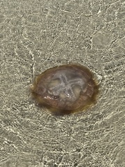 Pseudorhiza haeckeli