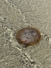 Pseudorhiza haeckeli