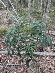 Flindersia australis