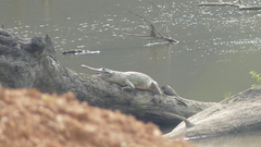 Mecistops leptorhynchus