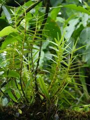 Maxillaria