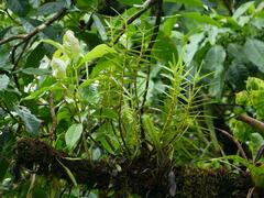 Maxillaria