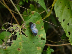 Theope foliorum
