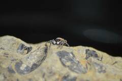 Philaeus chrysops