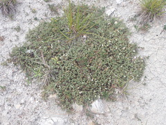 Pimelea prostrata prostrata