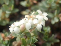 Pimelea prostrata prostrata
