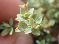 Pimelea prostrata prostrata