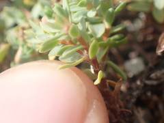 Pimelea prostrata prostrata