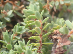 Pimelea prostrata prostrata