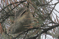 Acanthiza pusilla diemenensis