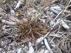 Microseris scapigera