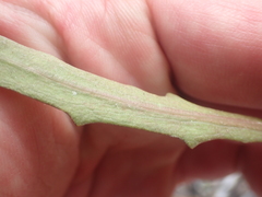 Microseris scapigera