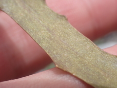 Microseris scapigera